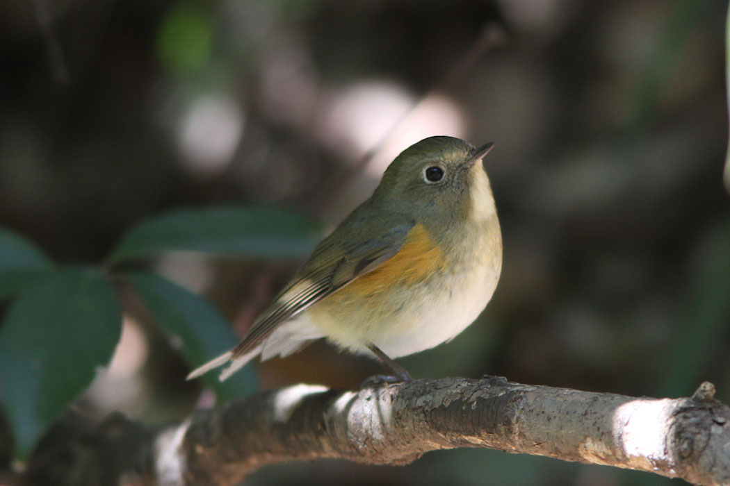 いつもの相模原公園ですが、久しぶりにルリビタキに会いました　オスの若鳥かな？